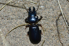 Scarites bucida