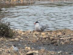 Sterna hirundo
