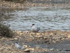 Sterna hirundo