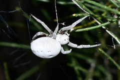 Stegodyphus lineatus