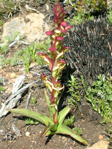 Kamies Monodisa (Disa macrostachya)