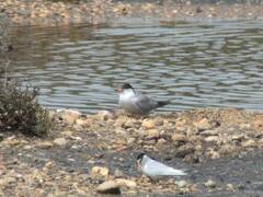 Sterna hirundo