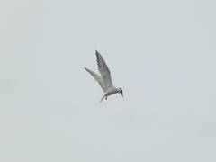 Sterna hirundo