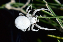 Stegodyphus lineatus