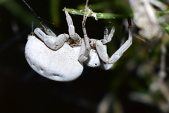 Stegodyphus lineatus