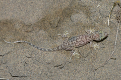 Crossobamon eversmanni