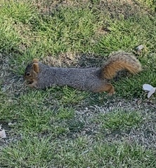 Sciurus niger