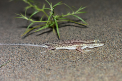 Crossobamon eversmanni