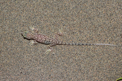 Crossobamon eversmanni