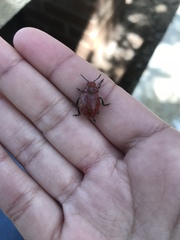 Leptinotarsa rubiginosa