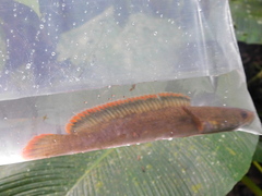 Channa limbata