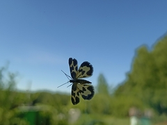 Lomaspilis opis nigrita