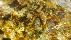 Lepidochitona caprearum