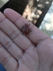 Leptinotarsa rubiginosa