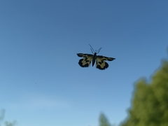 Lomaspilis opis nigrita