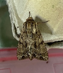 Apamea monoglypha