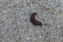 Chytonix