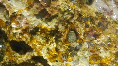 Lepidochitona caprearum