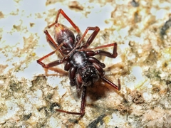 Oedignatha platnicki