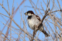 Passer domesticus bactrianus