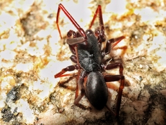 Oedignatha platnicki