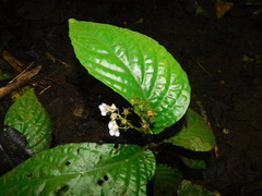 Pentaphragmataceae