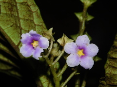 Pentaphragmataceae