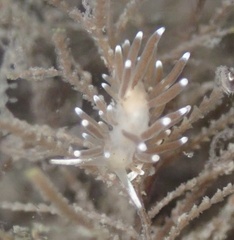 Cuthonella cocoachroma