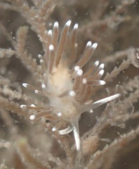 Cuthonella cocoachroma