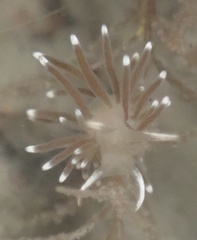 Cuthonella cocoachroma