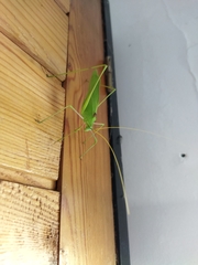 Acrometopa macropoda