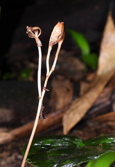 Gastrodia gracilis