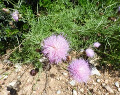 Cheirolophus intybaceus