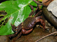 Malayopotamon brevimarginatum