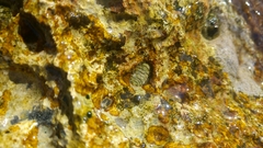 Lepidochitona caprearum