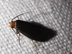 Cephimallota crassiflavella