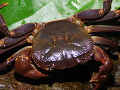 Malayopotamon brevimarginatum