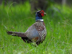 Phasianus colchicus formosanus