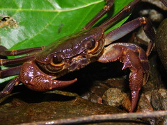 Malayopotamon brevimarginatum
