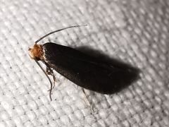 Cephimallota crassiflavella