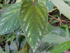Cissus discolor
