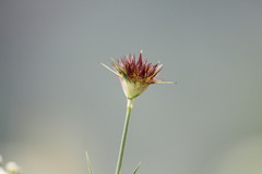 Dianthus capitatus