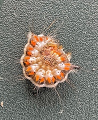 Acronicta psi