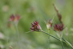 Dianthus capitatus