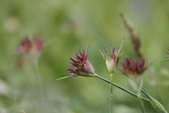 Dianthus capitatus