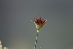 Dianthus capitatus
