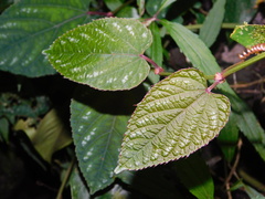 Cissus discolor
