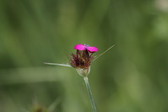 Dianthus capitatus