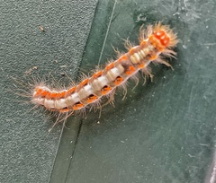 Acronicta psi