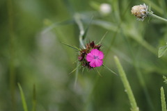 Dianthus capitatus